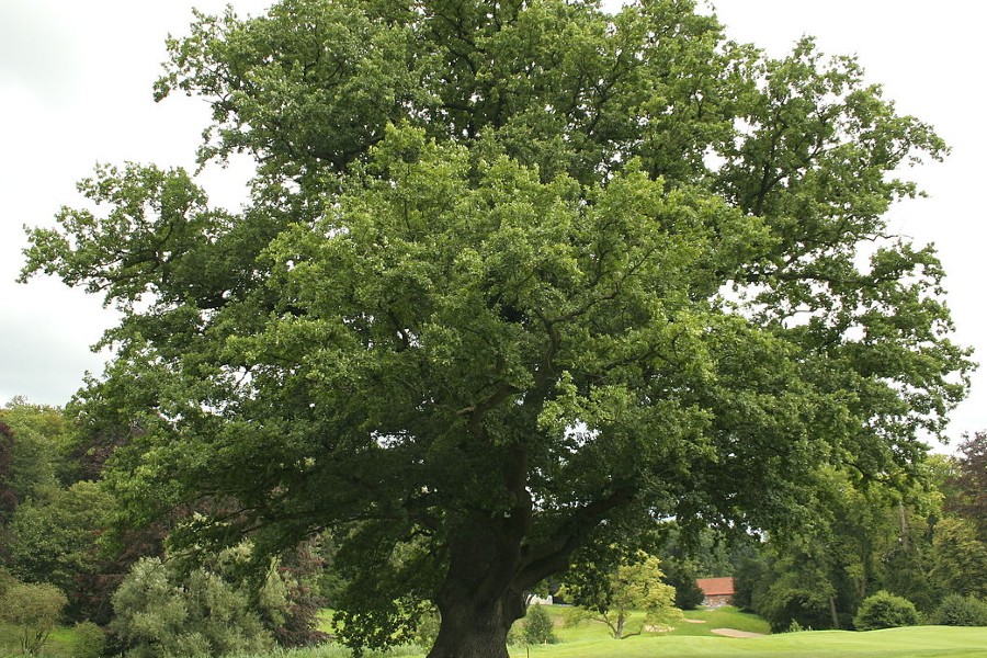 From an acorn to an adult tree: How long does it take an oak tree to grow