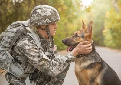Why Are German Shepherds Used in the Military: 6 Defining Traits