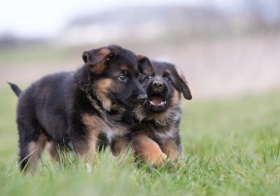 How much is a purebred German Shepherd puppy? Peculiarities of Choosing a Pet