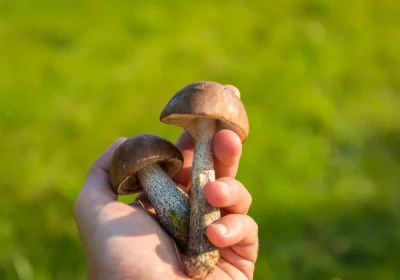 3 medicinal mushrooms with amazing health benefits