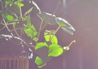 Understanding Phytochromes and PhyB: How Plants Sense Light and Grow
