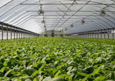 4 Advice For Better Managing Commercial Greenhouses